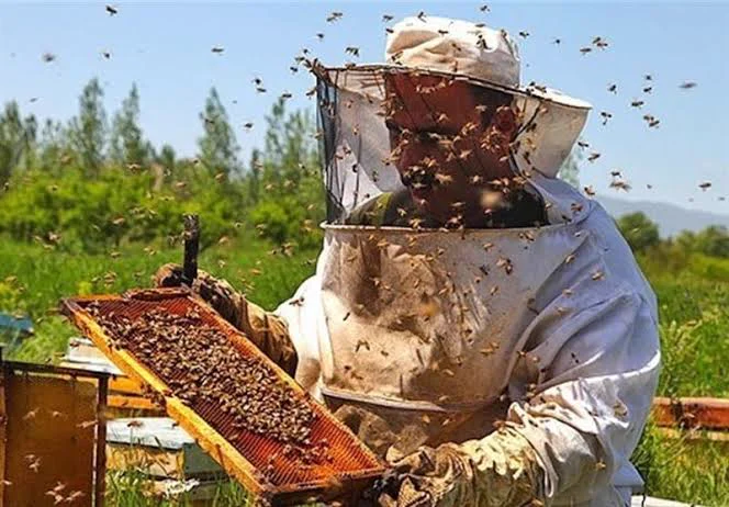 Apiculteur tenant un cadre entouré d’abeilles